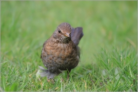 <p>KOS ČERNÝ (Turdus merula) /Common blackbird - Amsel/</p>